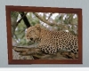 leopard in wood frame
