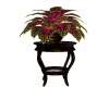 Potted Coleus on Table