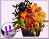 spider  pumpkin flowers