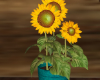 Sandpiper Sunflower