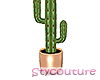 Cactus houseplant rosego