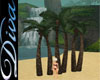 [JLD]Beach Palms