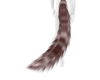 Raccoonia Tail V3