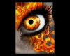 Fire in my Eyes Pic