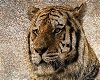 Love For Tigers