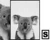 Koala Poster /S