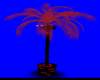 Valentines Day Palm Tree