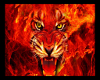 TIGER ON FIRE 