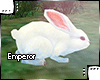 {e.e} Emperor G. Rabbit