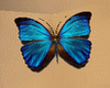 [MK]  butterfly t3 real