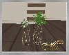 Coffee Plants