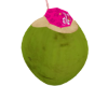 Coconut