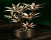 Gold Club Plant
