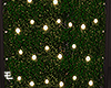 Ivy Plants+Lights