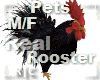 R|C Rooster Black M/F
