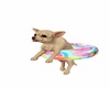 Chihuahua on Floatie