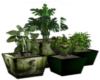 green pot plants