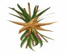 Starfish Wall Branch # 2