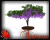 Courtyard Lilac Tree