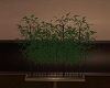 {KAS}Bamboo Plant