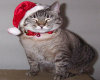 santa hat kitty 1