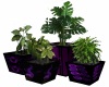 MJ-Purple Potted Plants