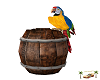 .(IH) PIRATE PARROT ANM