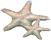 Sparkling Starfish