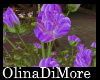(OD) Mooria roses