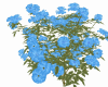 Bush Flowers 2