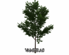 Park Tree Addon