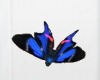 [GM] Butterfly Blue 002