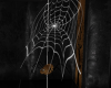 Spider N Web2 JC