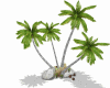 Coconut Trees +Rocks