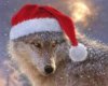 Christmas Wolf  Picture