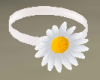 daisy choker