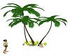 palm trees plants rocks