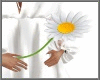 Daisy in Hand