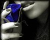 Sweet Blue Rose