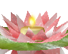 floating lily lights