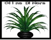 (OD) My plant