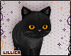KID 🎃 Black Cat Pet