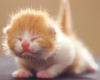 *J* cute kitten