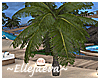 Cottage Small Palm Tree