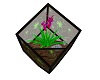 cube plante 