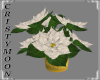 *CM*CHRISTMAS POINSETTIA