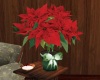 'Christmas Poinsettia