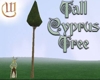 Cyprus Tree - tall