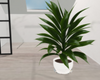 Lilly The House Plant