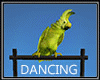 Dancing Talking Parrot